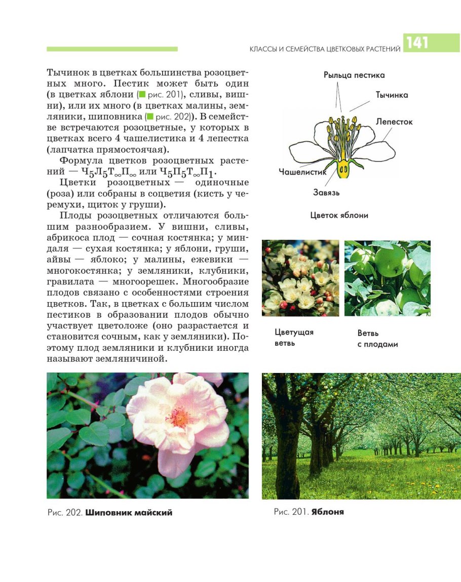 Классы и семейства цветковых растений