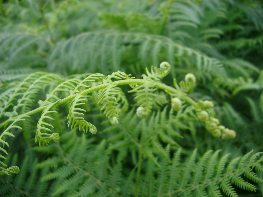 Adiantum pedatum