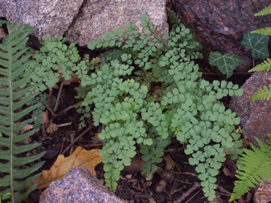 Папоротник Asplenium