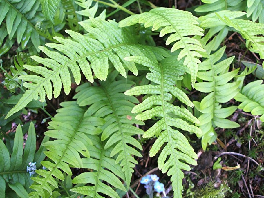 Папоротник Многорядник (Polystichum)