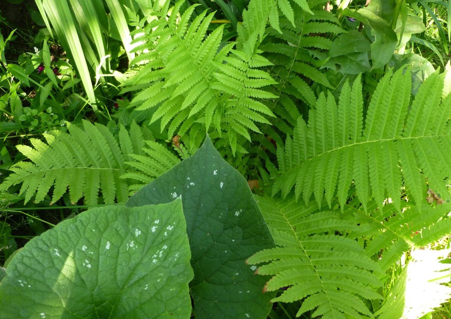 Даваллиевые папоротники