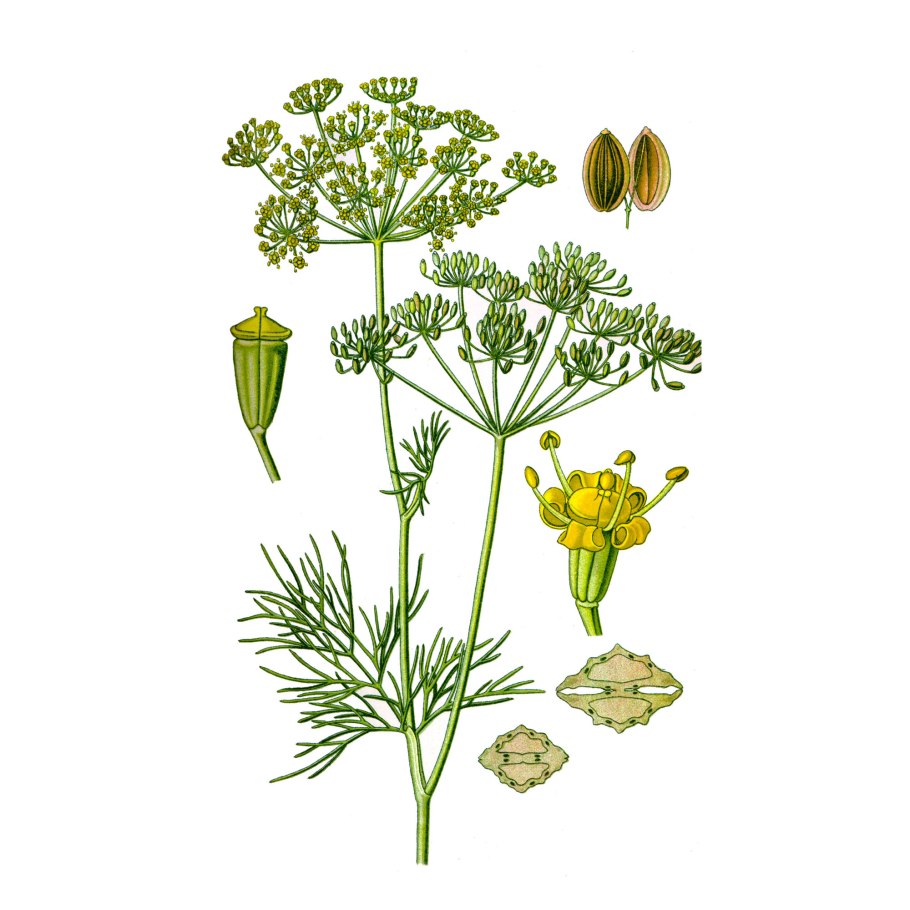 Укроп огородный пахучий