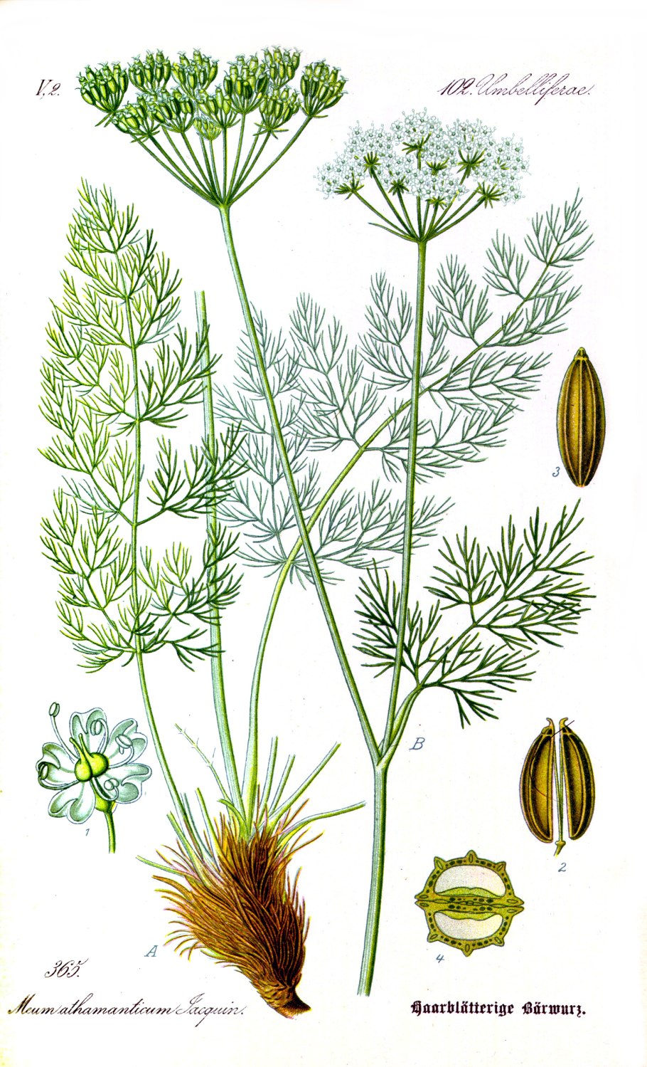 Любисток Levisticum officinalis