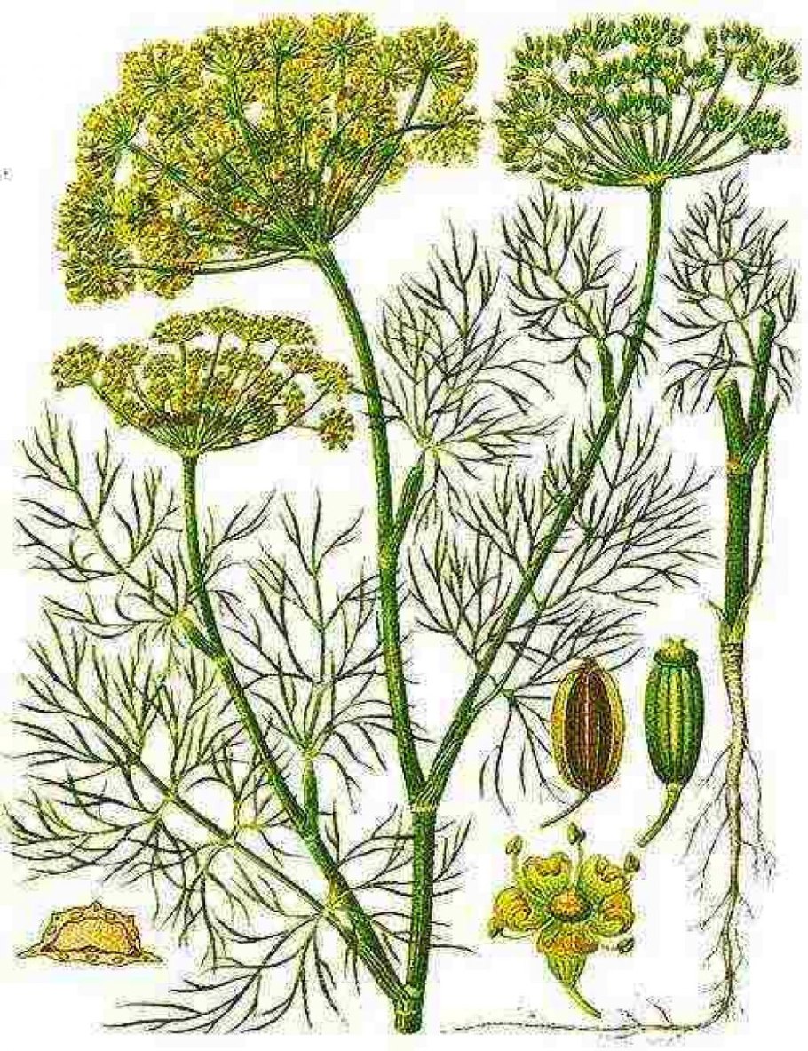 Строение укропа