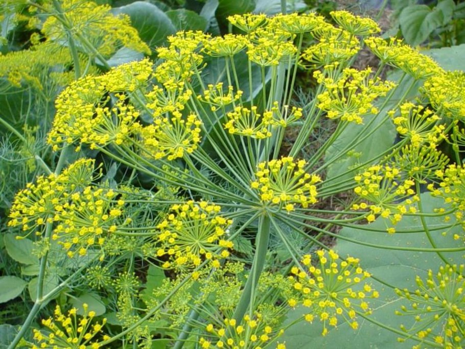 Фенхель обыкновенный Foeniculum vulgare