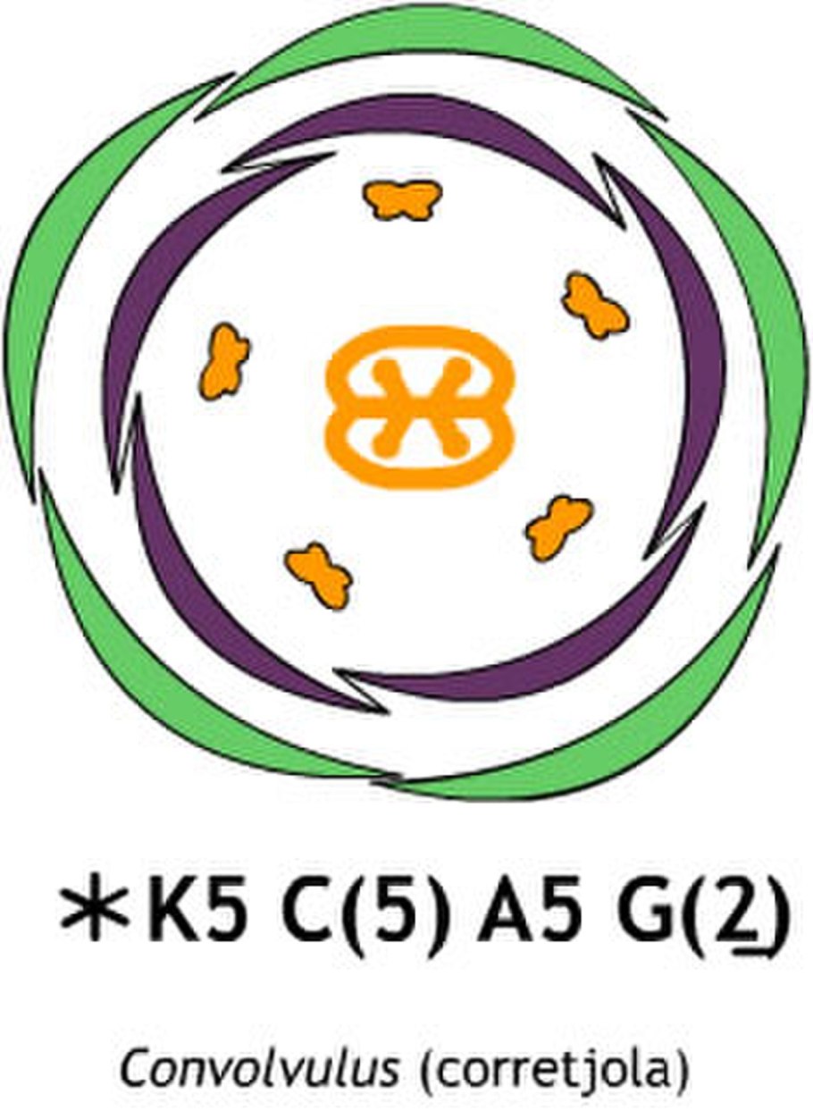 Укроп гравюра