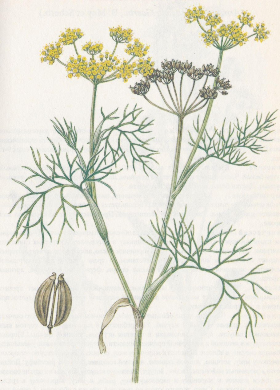 Диаграмма цветка зонтичных