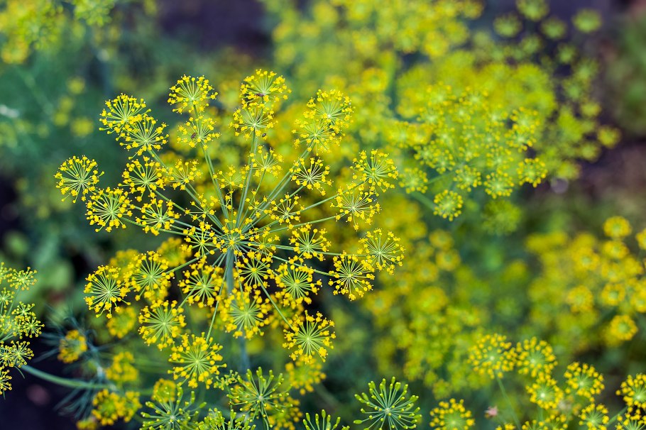 Укроп соцветие