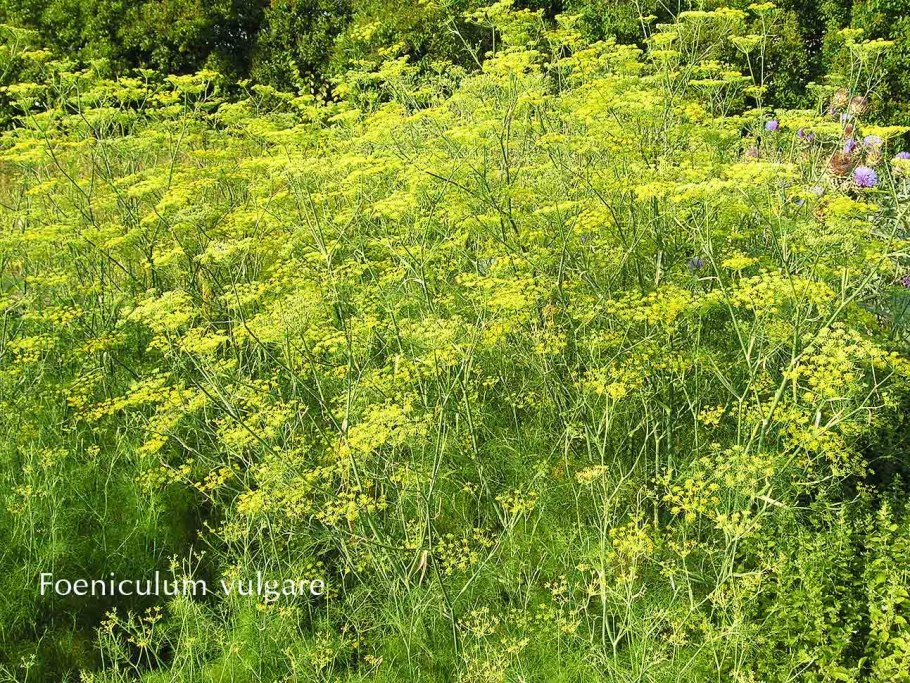 Фенхель. foeniculum vulgare
