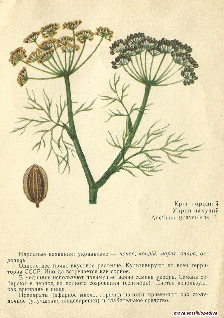 Одуванчик лекарственный диаграмма цветка