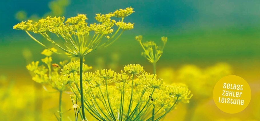 Фенхель обыкновенный Фармакогнозия