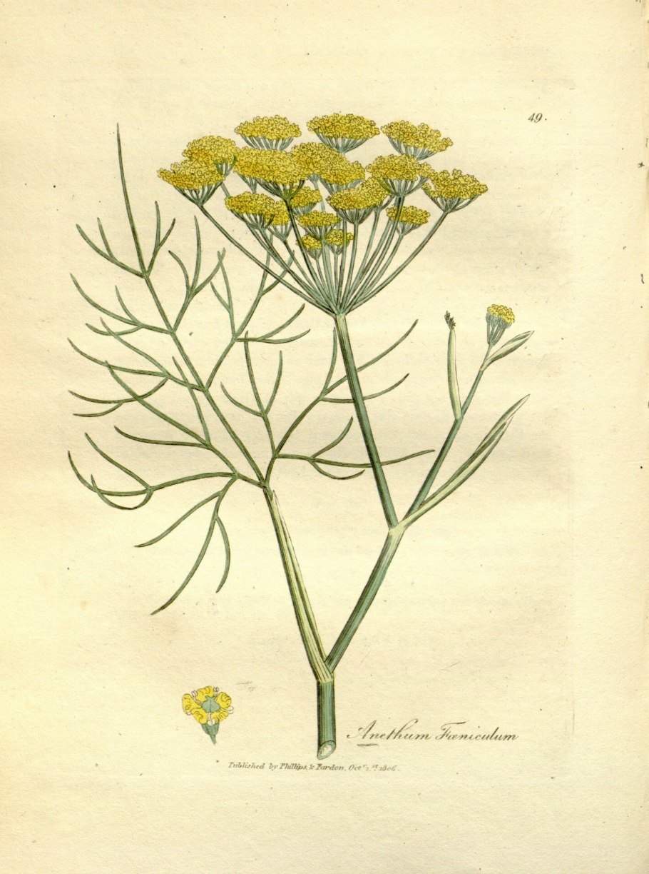 Кумин Зира растение