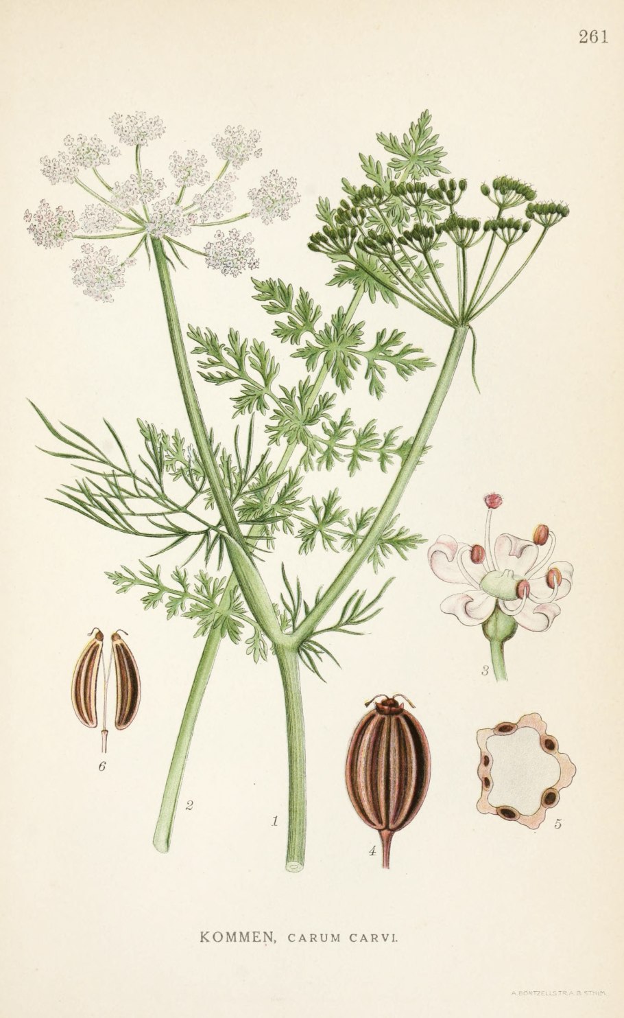 Укроп соцветие на белом фоне