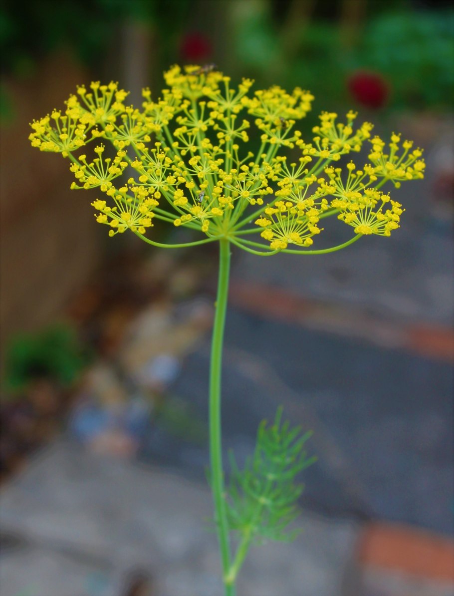 Диаграмма цветка петунии