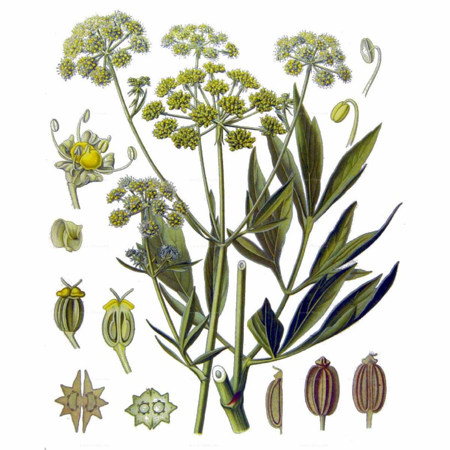 Цветок укропа огородного