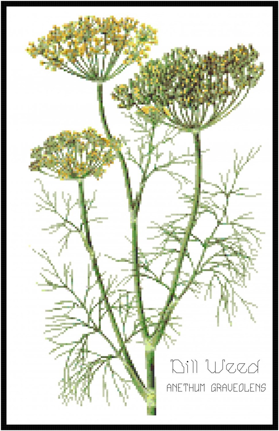 Фенхель зонтичные