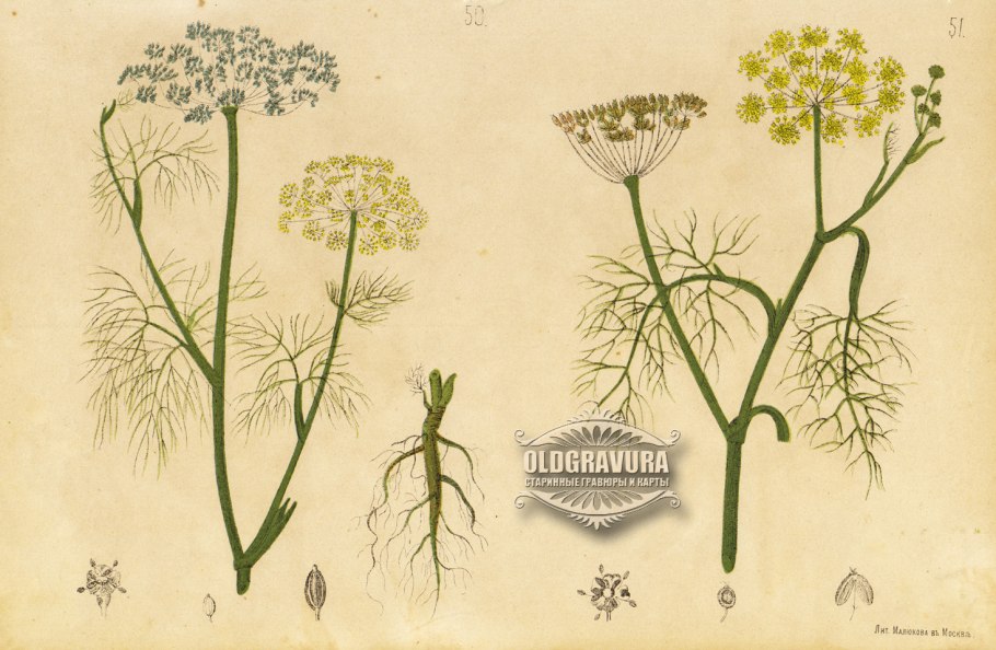 Фенхель обыкновенный гербарий