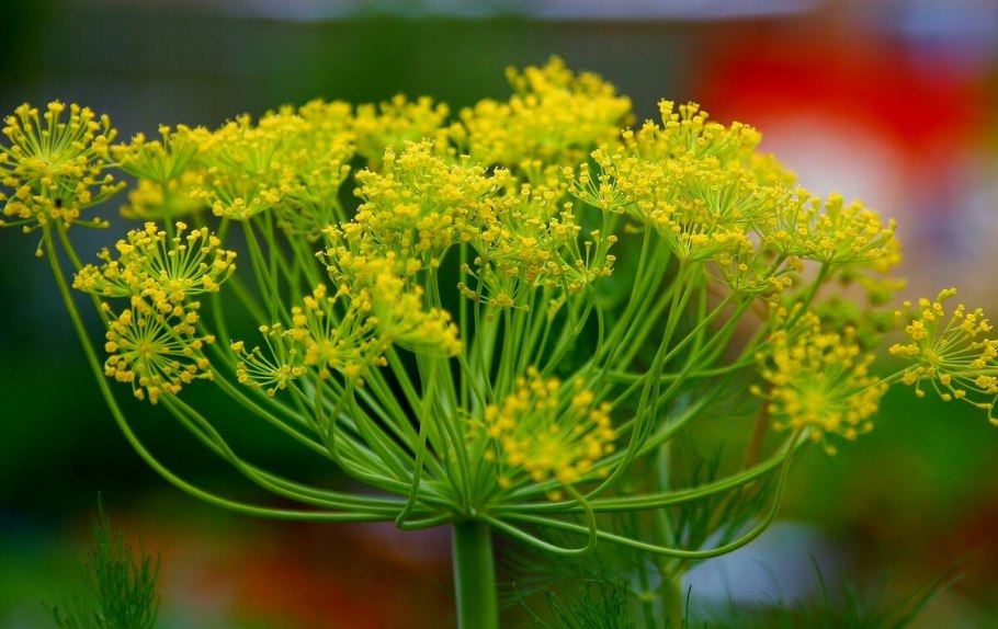 Семейства зонтичные цветки характеристика