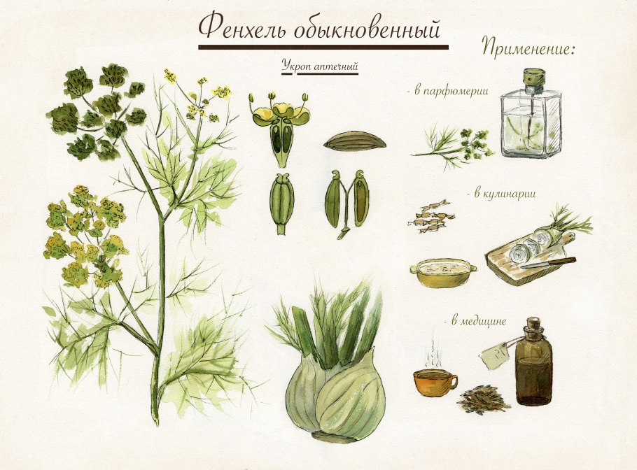 Лист фенхеля обыкновенного рисунок