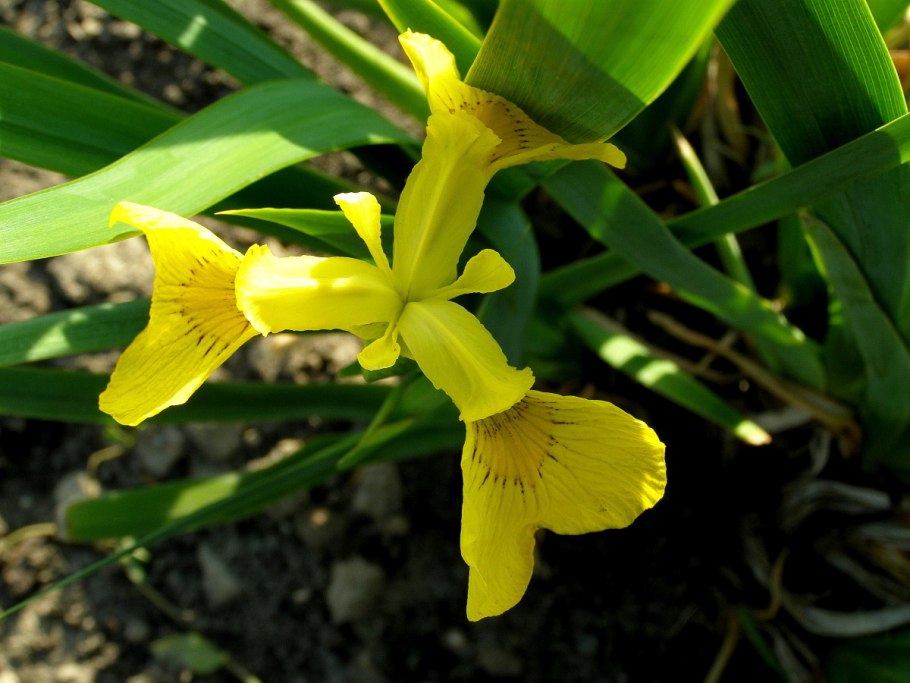 Ирис болотный (Iris pseudacorus)