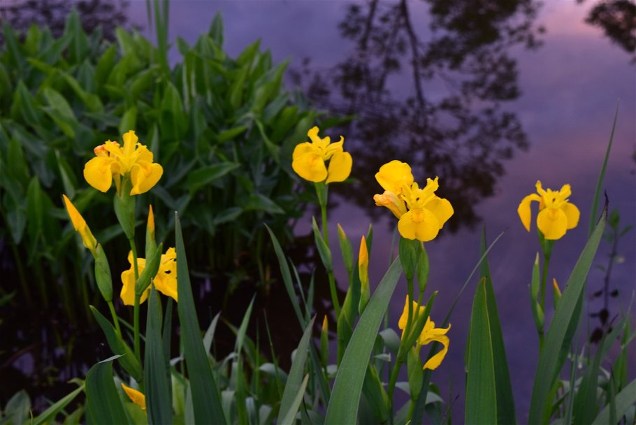 Ирис болотный (Iris pseudacorus `Flore Plena`)