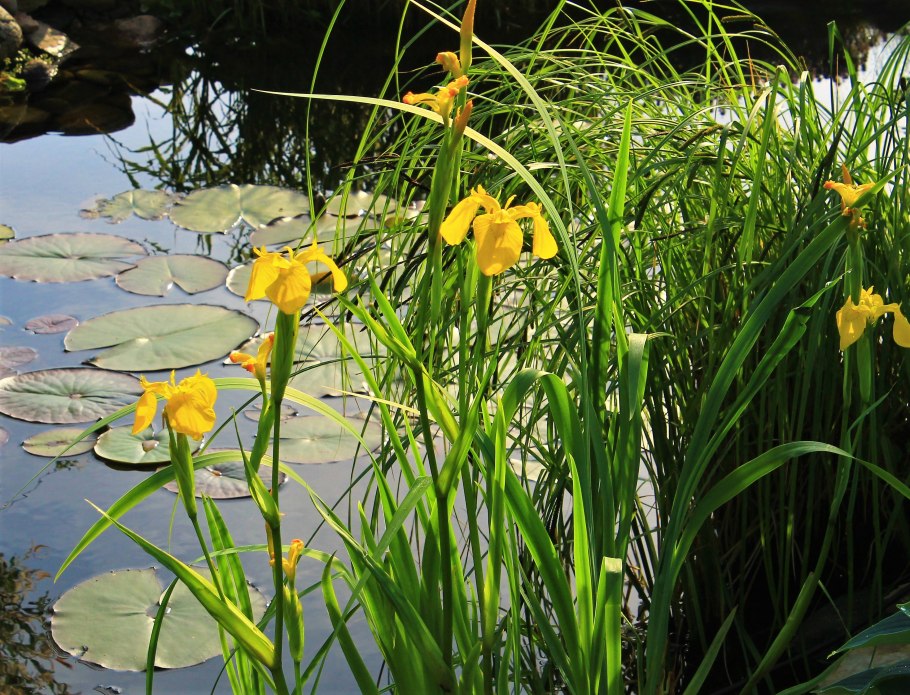 Касатик желтый (Iris pseudacorus)