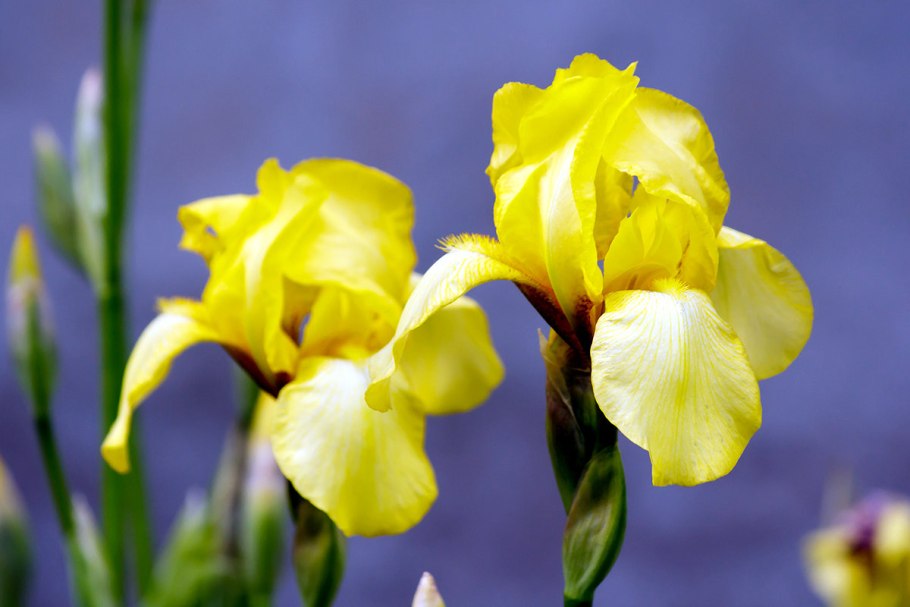 Ирис аировидный Flore pleno