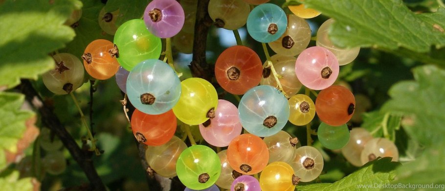 Снежноягодник белый