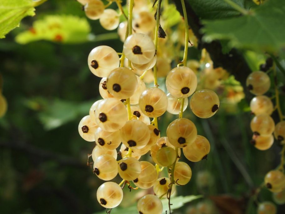 Разноцветная смородина