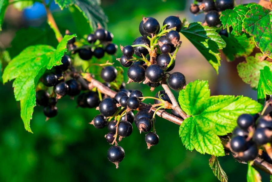 Дерен белый ягоды ядовиты