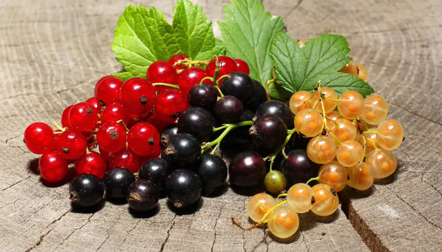 Смородина Джонкер Ван тетс на штамбе