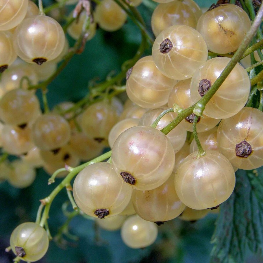 Смородина белая Вердавия