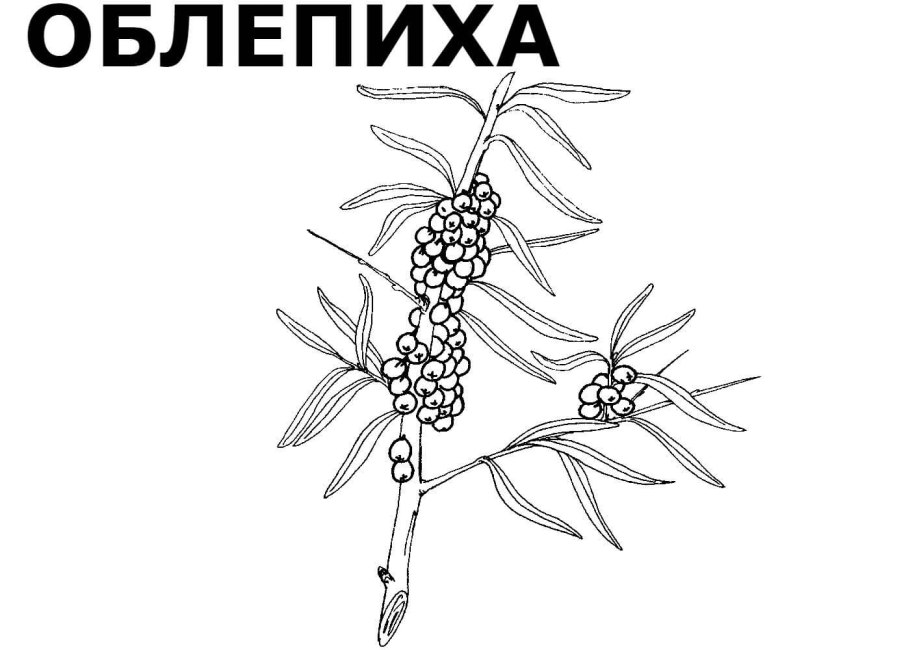 Волчья ягода куст