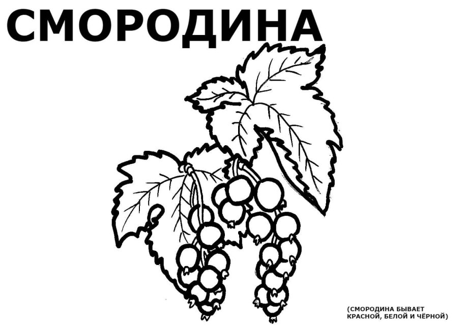 Черёмуха обыкновенная плоды