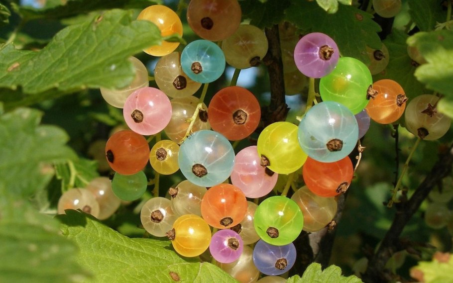 Белая смородина примус