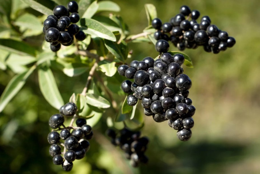 Смородина Версальская