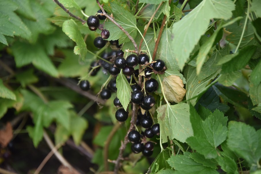 Смородина черная красная белая