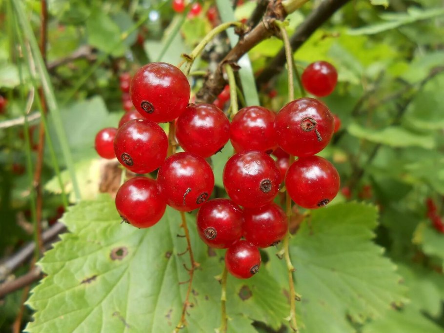 Ред Барри (красная ягода)