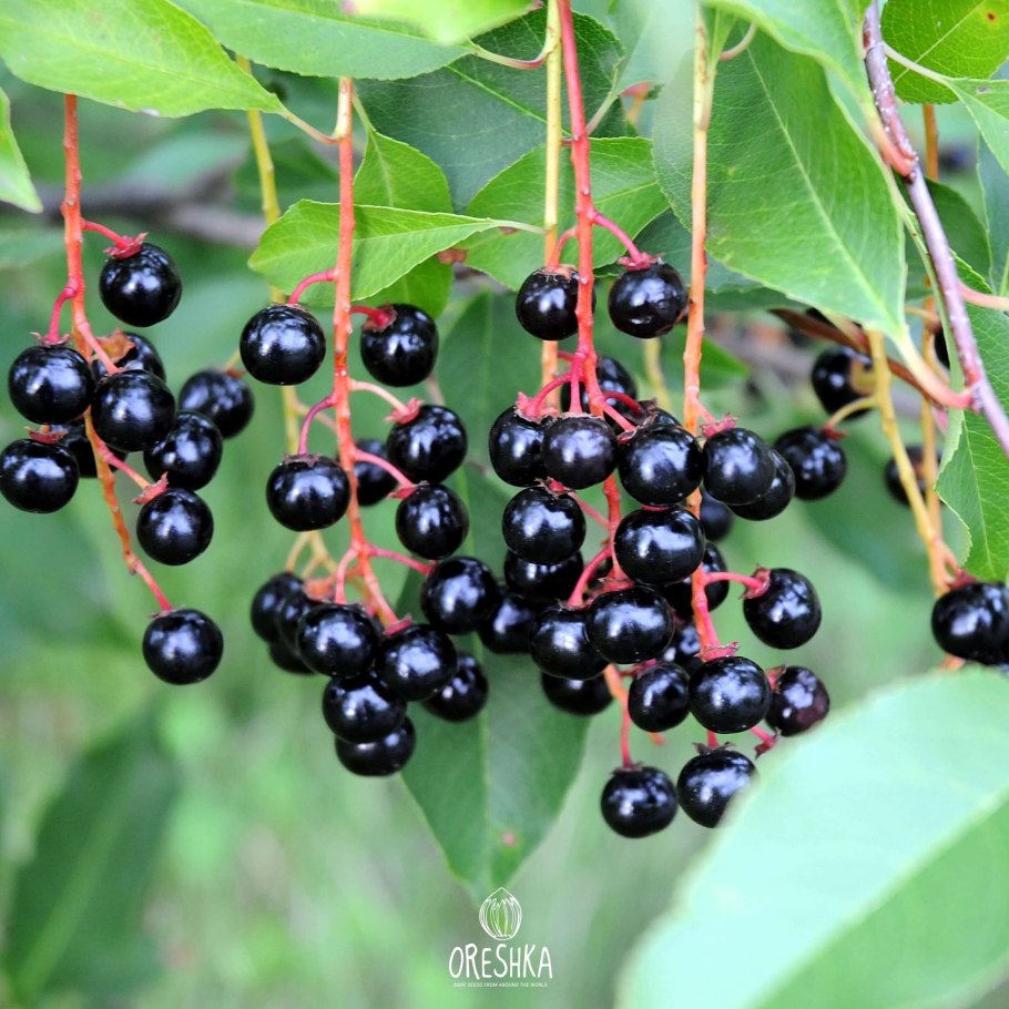 Белая смородина полезные