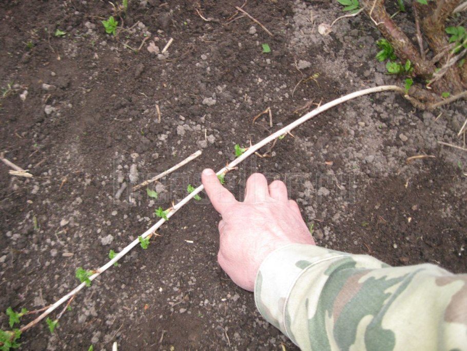 Отводки (смородина, крыжовник);