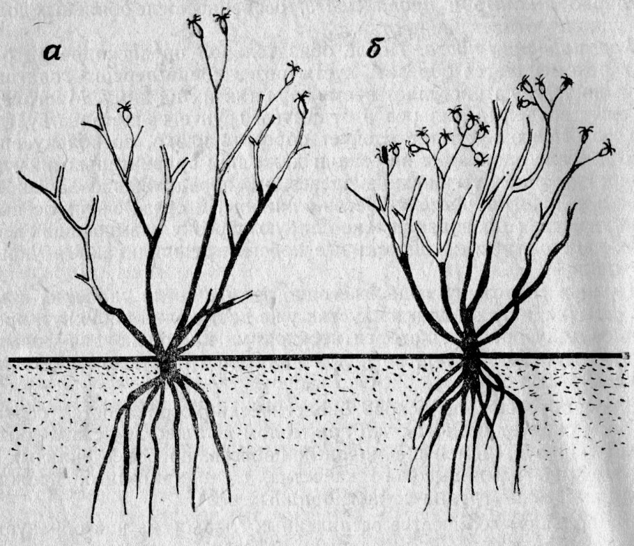 Вегетативное размножение подземными побегами