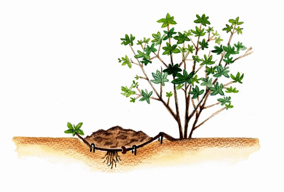 Боярышник корневыми черенками