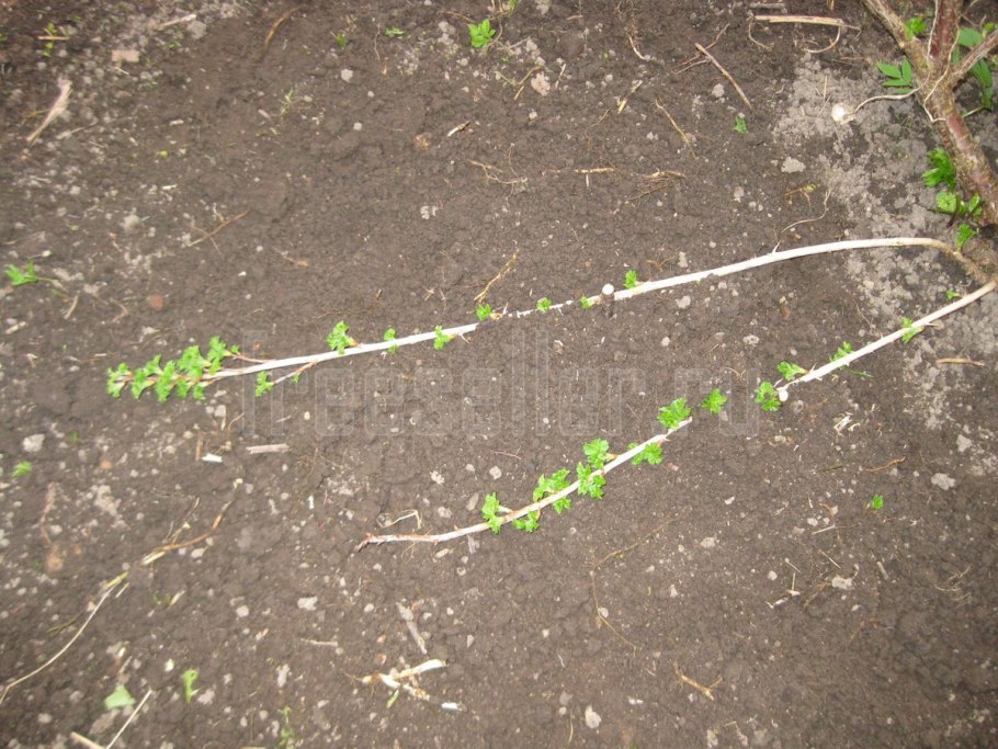 Шиповник роза размножение черенками