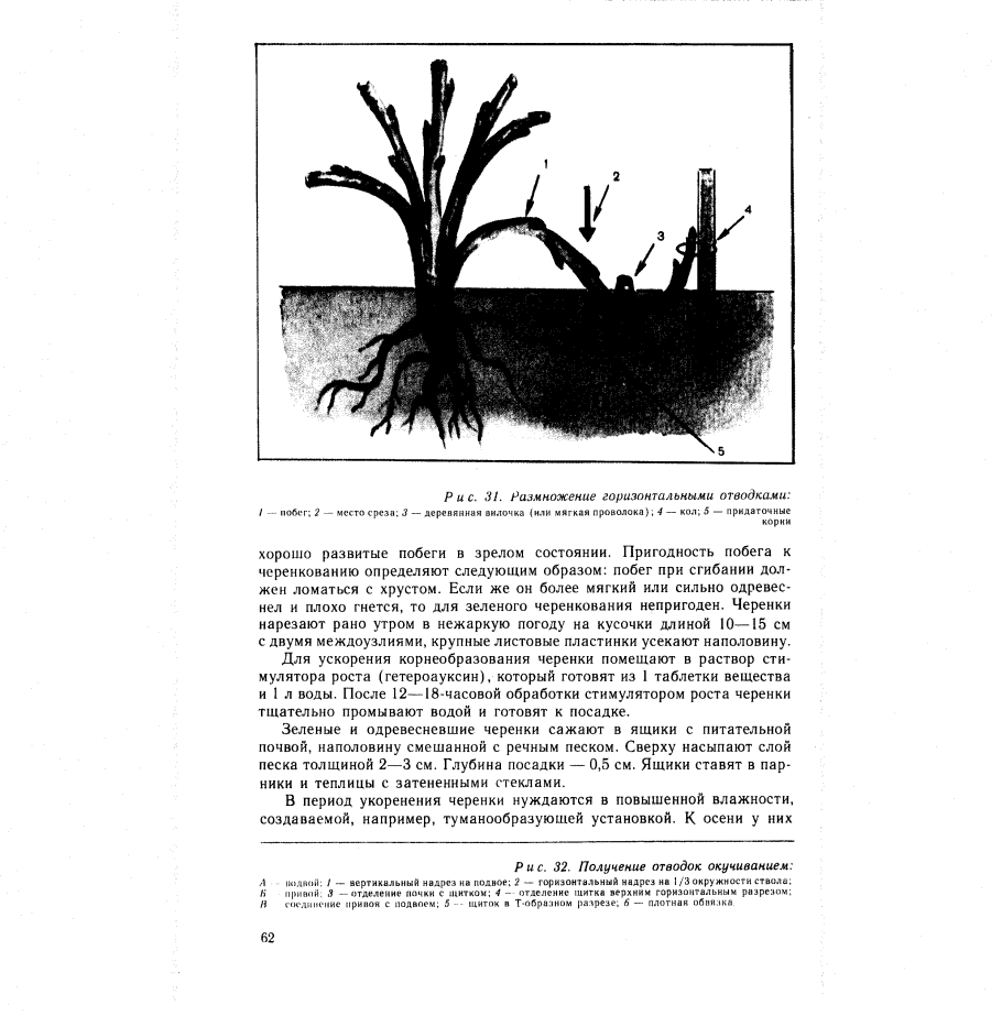 Размножение отводками рисунок