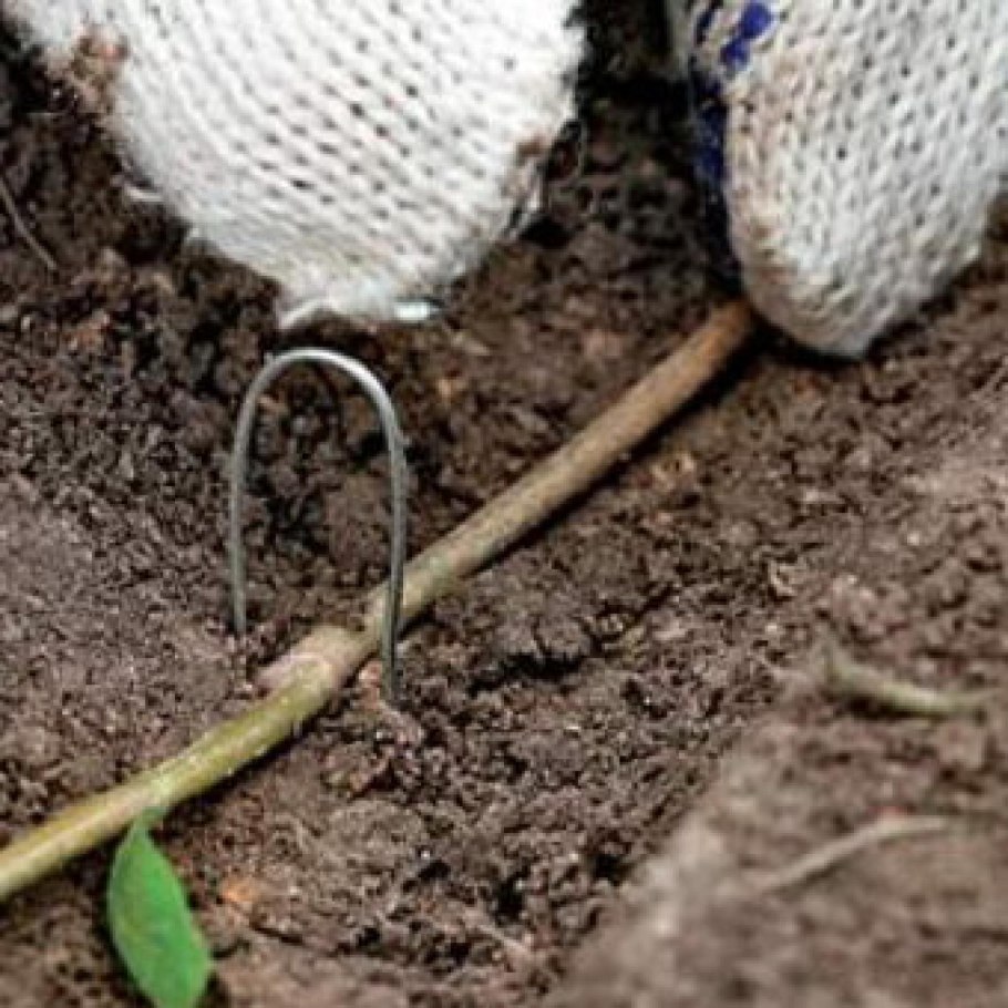 Корневые отпрыски малины