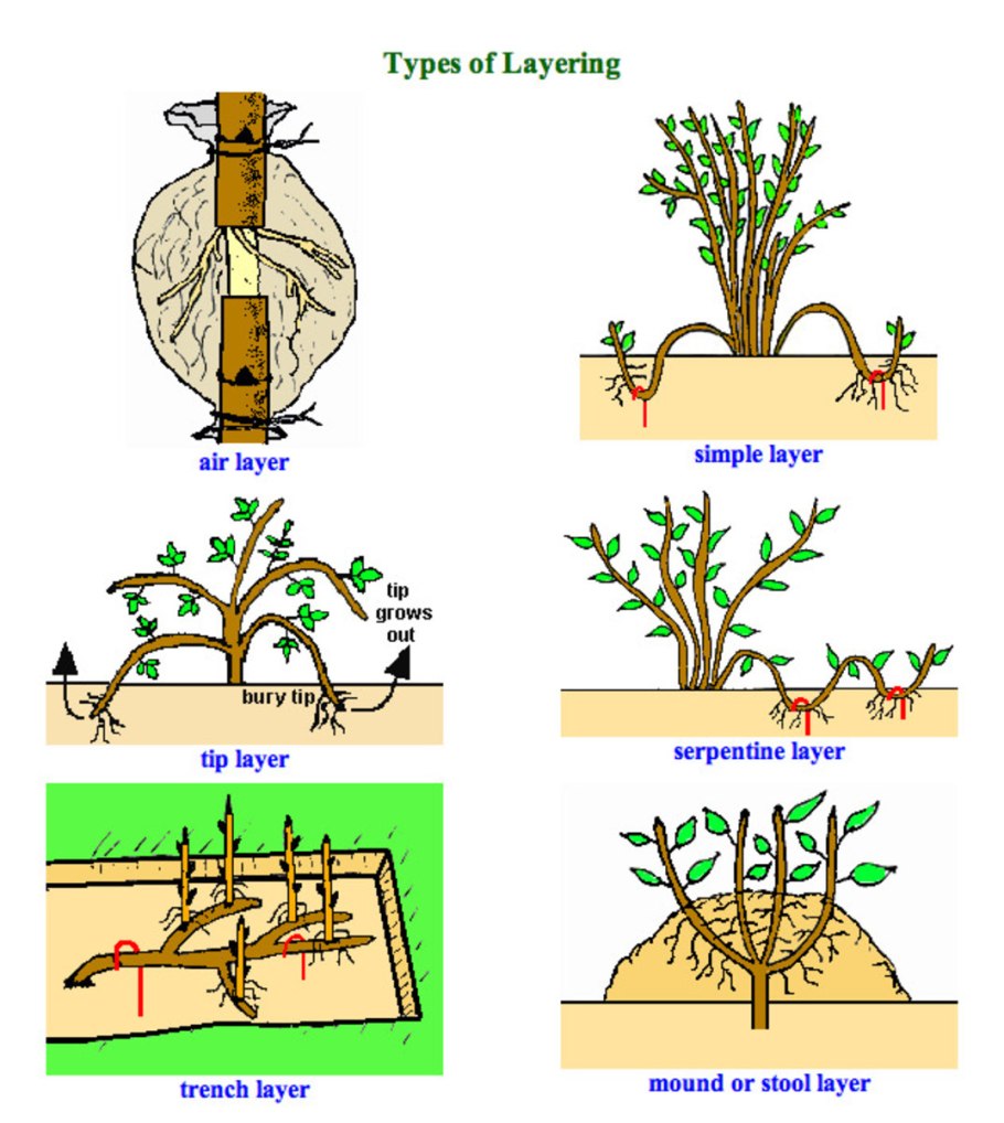 Размножение яблони прививкой
