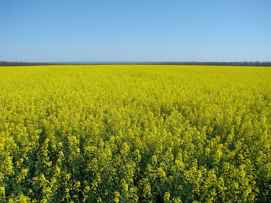 Фацелия сидерат семена