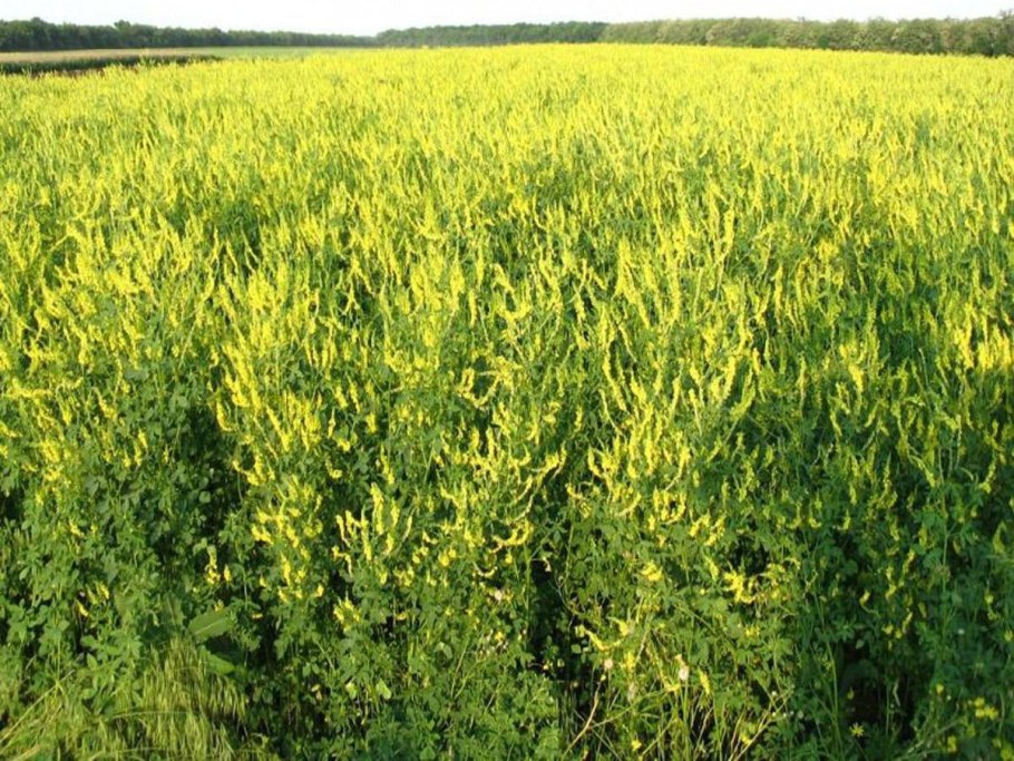 Донник севооборот