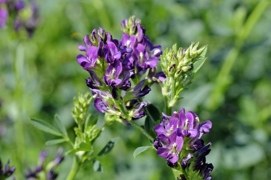 Сидераты смесь медоносов 100г зеленая Планета (5/70)