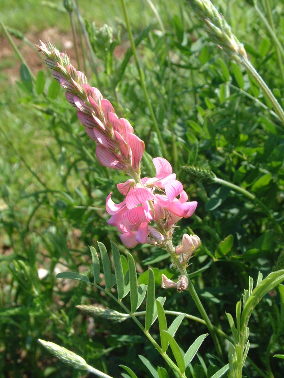 Медонос эспарцет песчаный